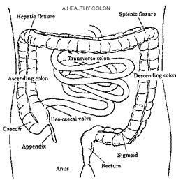 large intestine